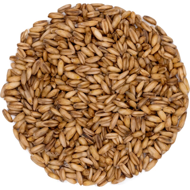 nackthafer saatgut Nackthafer Bio – Pit&Pit DE