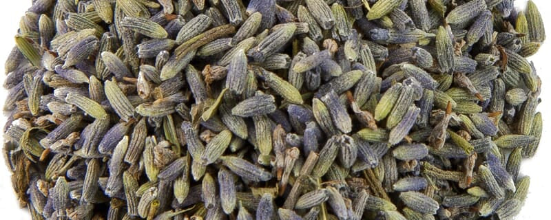 Lavendel