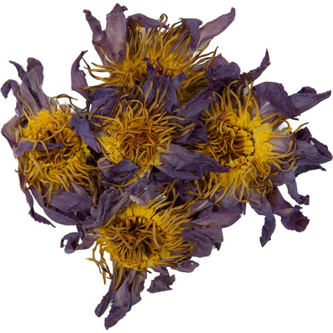 Blauer Lotus